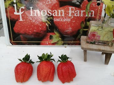 いのさんの観光農園に投稿された画像（2021/2/1）