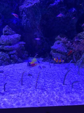 マクセル アクアパーク品川に投稿された画像（2021/2/1）