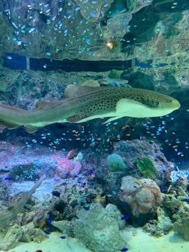 マクセル アクアパーク品川に投稿された画像（2021/2/1）