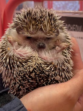 原宿かわいい動物園に投稿された画像（2021/2/1）