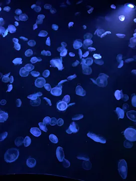 すみだ水族館に投稿された画像（2021/2/2）