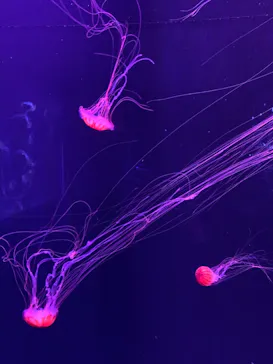 すみだ水族館に投稿された画像（2021/2/2）