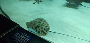 サンシャイン水族館に投稿された画像（2021/2/3）