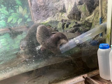 伊豆シャボテン動物公園に投稿された画像（2021/2/3）