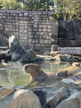 伊豆シャボテン動物公園に投稿された画像（2021/2/3）