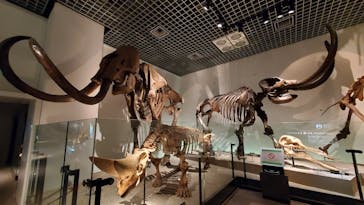 国立科学博物館に投稿された画像（2021/2/3）