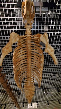 国立科学博物館に投稿された画像（2021/2/3）