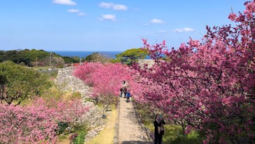 今帰仁城跡に投稿された画像（2021/2/4）
