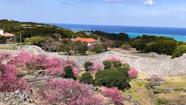 今帰仁城跡に投稿された画像（2021/2/4）