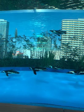 サンシャイン水族館に投稿された画像（2021/2/4）