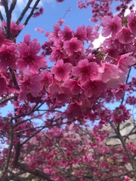 今帰仁城跡に投稿された画像（2021/2/4）