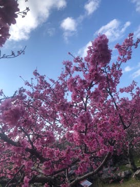 今帰仁城跡に投稿された画像（2021/2/4）