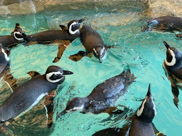 しながわ水族館に投稿された画像（2021/2/4）