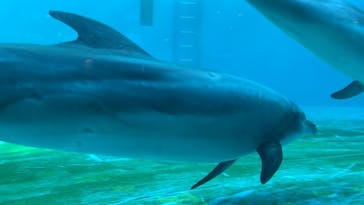 しながわ水族館に投稿された画像（2021/2/4）