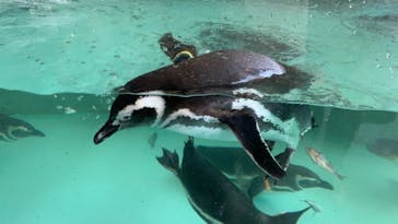 しながわ水族館に投稿された画像（2021/2/4）