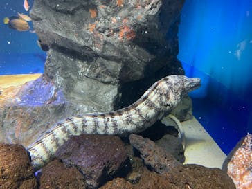 サンシャイン水族館に投稿された画像（2021/2/5）