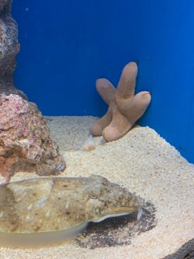 サンシャイン水族館に投稿された画像（2021/2/5）