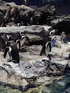 すみだ水族館に投稿された画像（2021/2/5）