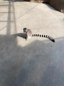 神戸どうぶつ王国に投稿された画像（2021/2/5）