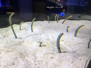 すみだ水族館に投稿された画像（2021/2/5）