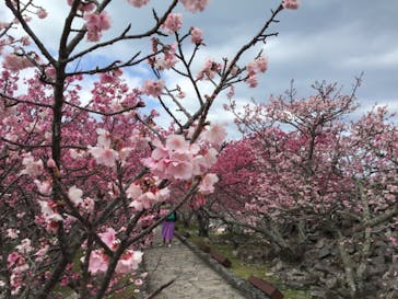 今帰仁城跡に投稿された画像（2021/2/5）