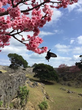 今帰仁城跡に投稿された画像（2021/2/5）