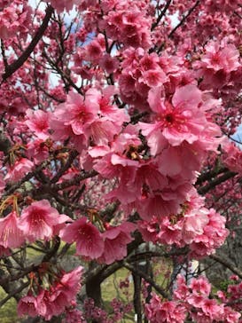 今帰仁城跡に投稿された画像（2021/2/5）