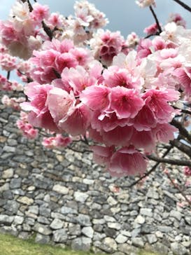 今帰仁城跡に投稿された画像（2021/2/5）