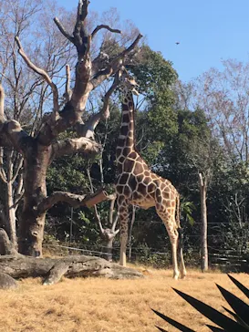天王寺動物園に投稿された画像（2021/2/6）