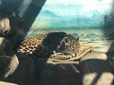 天王寺動物園に投稿された画像（2021/2/6）