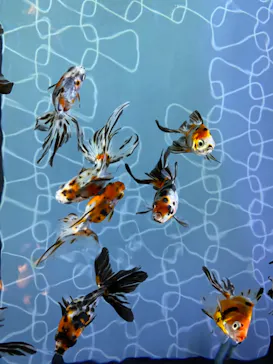 すみだ水族館に投稿された画像（2021/2/6）