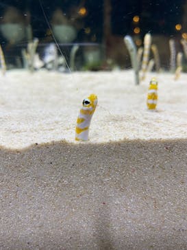 京都水族館に投稿された画像（2021/2/6）