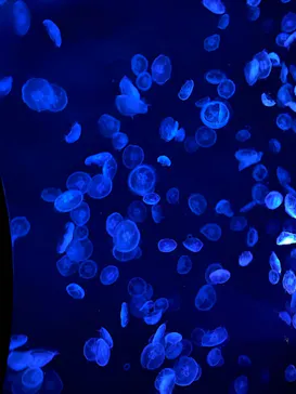 すみだ水族館に投稿された画像（2021/2/6）