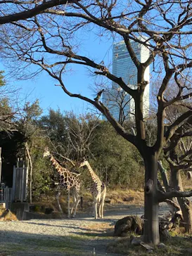 天王寺動物園に投稿された画像（2021/2/6）