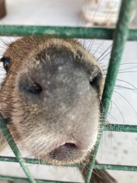 しろとり動物園に投稿された画像（2021/2/6）