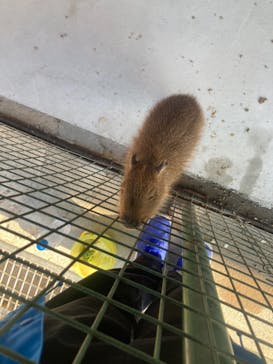 しろとり動物園に投稿された画像（2021/2/6）