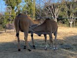 天王寺動物園に投稿された画像（2021/2/6）