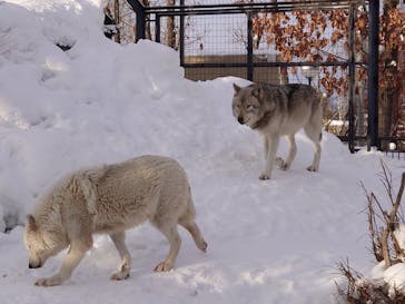 旭川市旭山動物園に投稿された画像（2021/2/6）