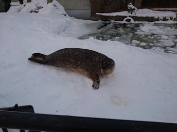 旭川市旭山動物園に投稿された画像（2021/2/6）