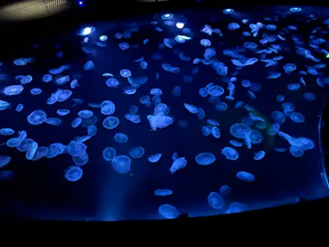 すみだ水族館に投稿された画像（2021/2/6）