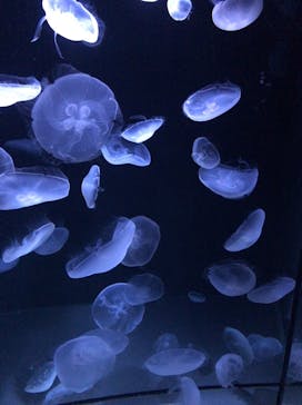 サンシャイン水族館に投稿された画像（2021/2/7）