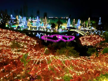 美らヤシパークオキナワ・東南植物楽園に投稿された画像（2021/2/7）