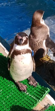 伊豆・三津シーパラダイスに投稿された画像（2021/2/7）