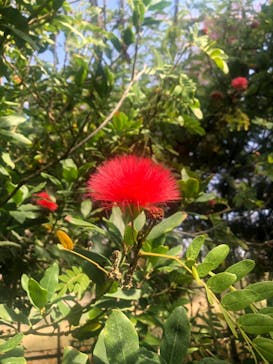 アロハガーデンたてやまに投稿された画像（2021/2/7）