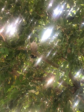 アロハガーデンたてやまに投稿された画像（2021/2/7）