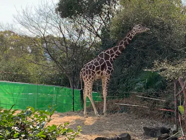 天王寺動物園に投稿された画像（2021/2/7）