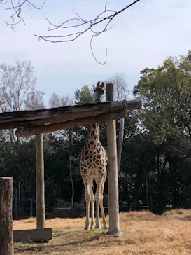 天王寺動物園に投稿された画像（2021/2/7）