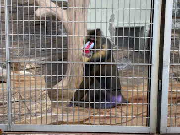 天王寺動物園に投稿された画像（2021/2/7）