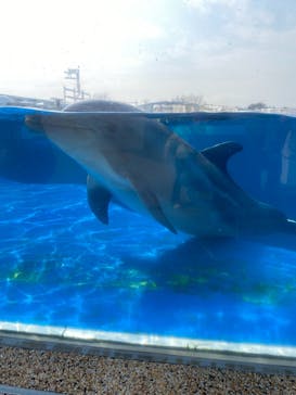 京都水族館に投稿された画像（2021/2/7）