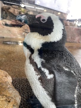 京都水族館に投稿された画像（2021/2/7）